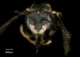   Anthidium platyfrons nbsp;female face, photo: Chelsey Ritner 
